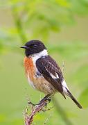 Schwarzkehlchen - Eurasian Stonechat  (Saxicola torquatus)